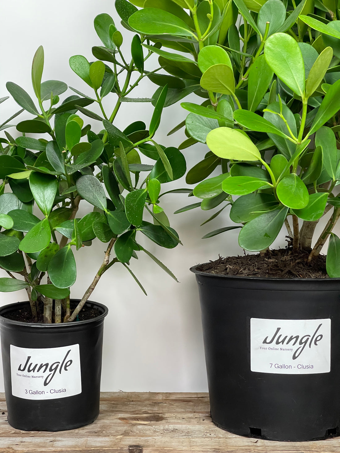 Why homeowners in South Florida are choosing Clusia over Ficus for their privacy hedges