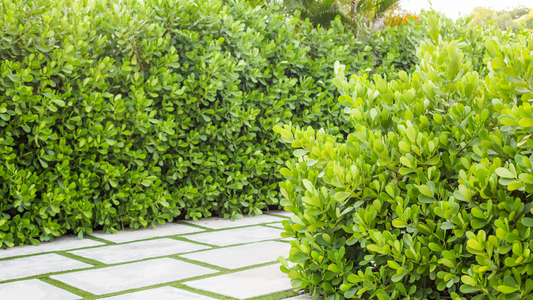 How to Start a Privacy Hedge in Florida | Jungleplants.com