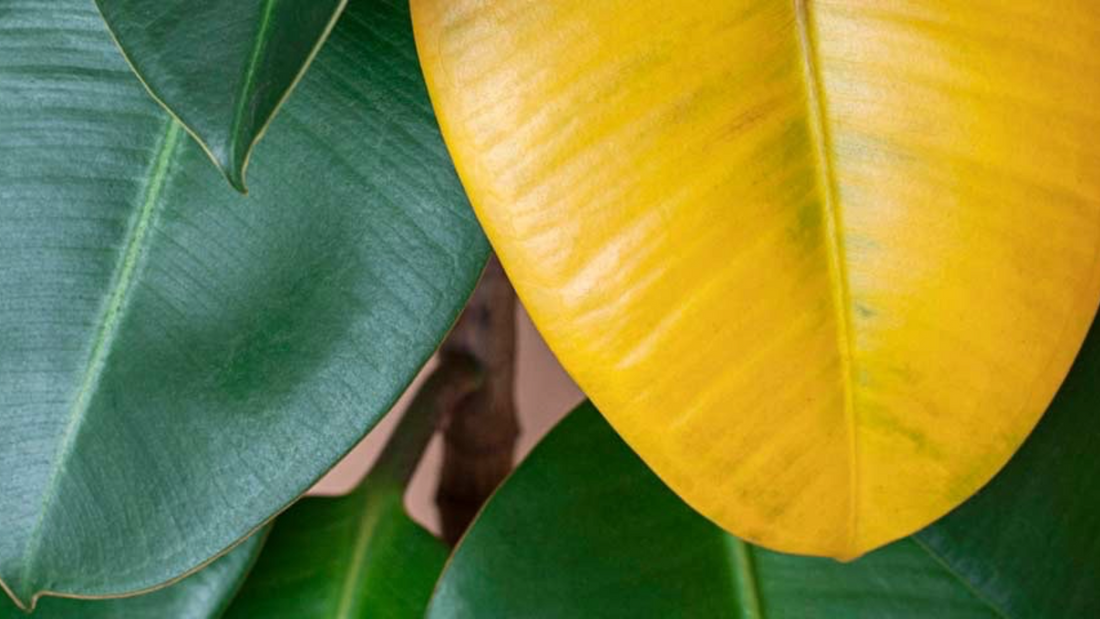 How to Read Your Plants' Colors for Health Clues