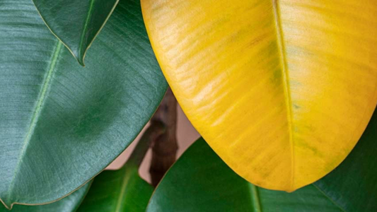 How to Read Your Plants' Colors for Health Clues
