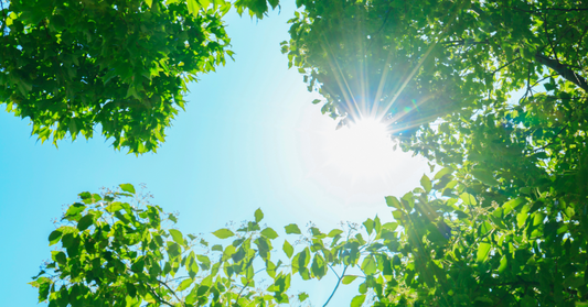 Helping Plants Thrive in Florida Summers