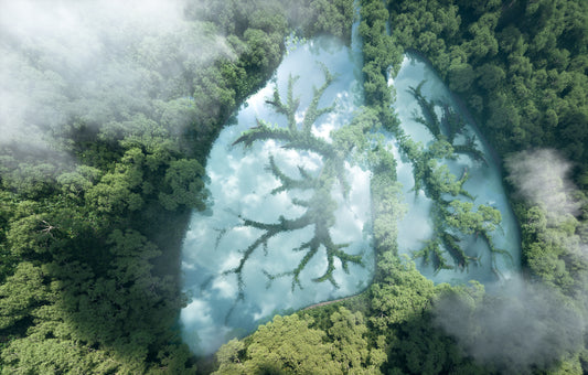 How Plants Help the Earth!