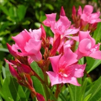 Calypso Pink Oleander