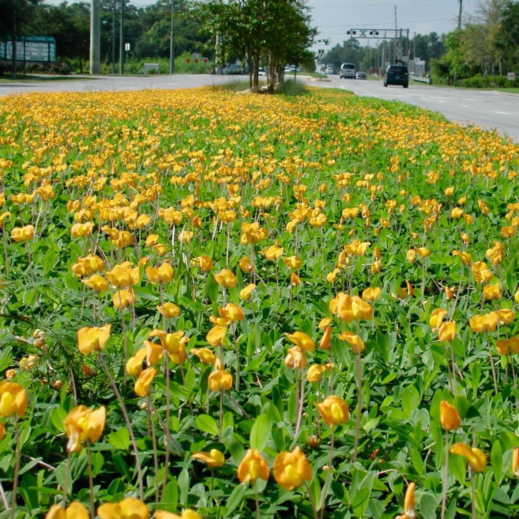 Perennial Peanut