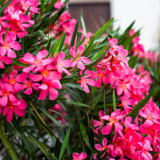 Calypso Pink Oleander