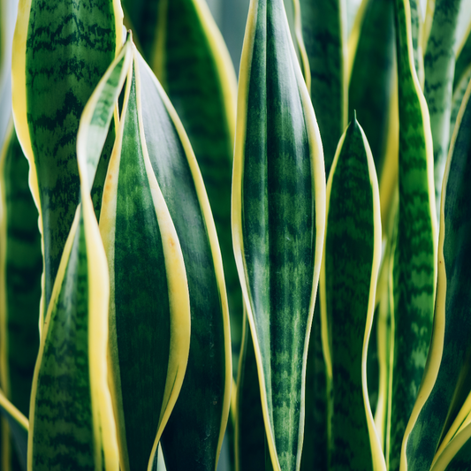 Snake Plant