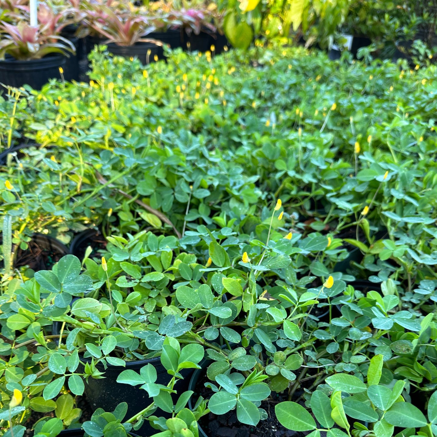 Perennial Peanut