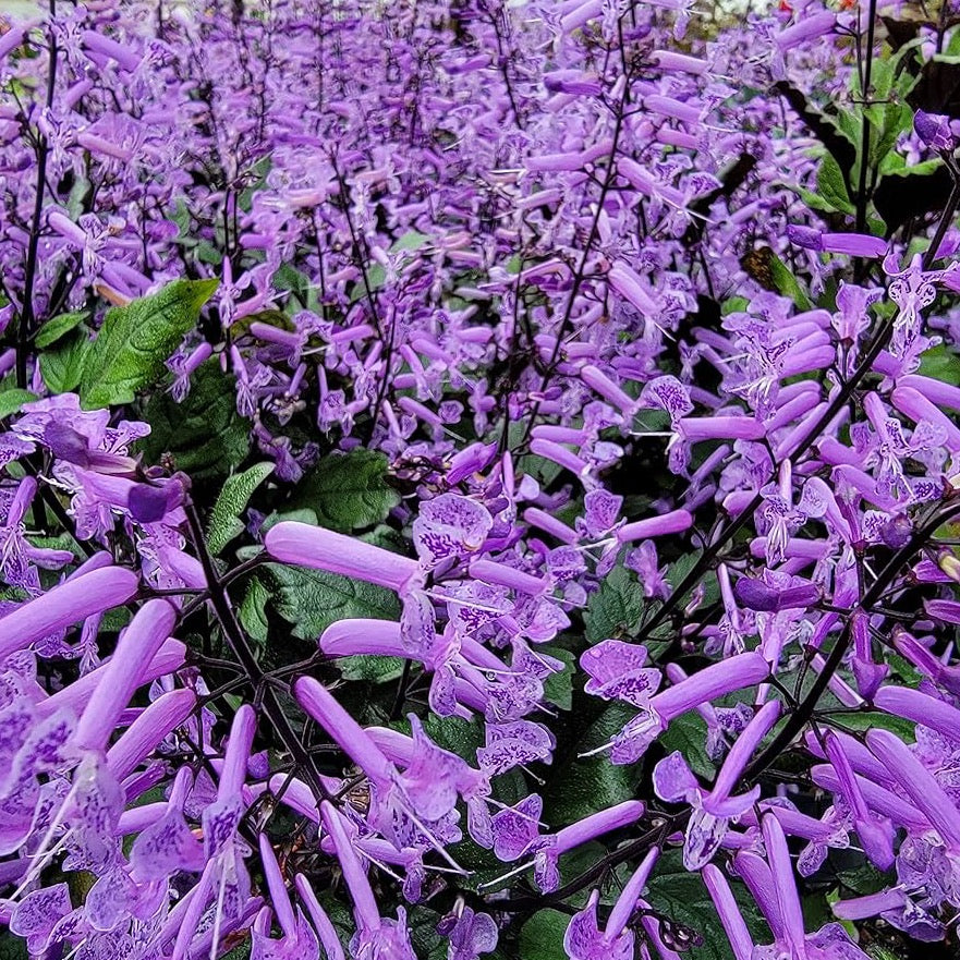 Mona Lavender