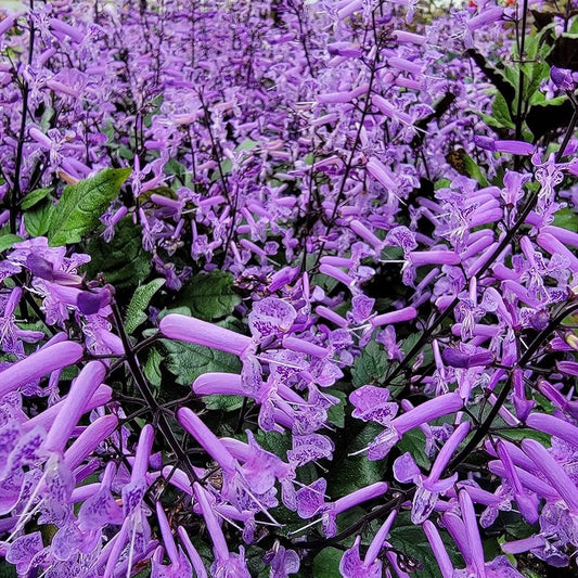 Mona Lavender