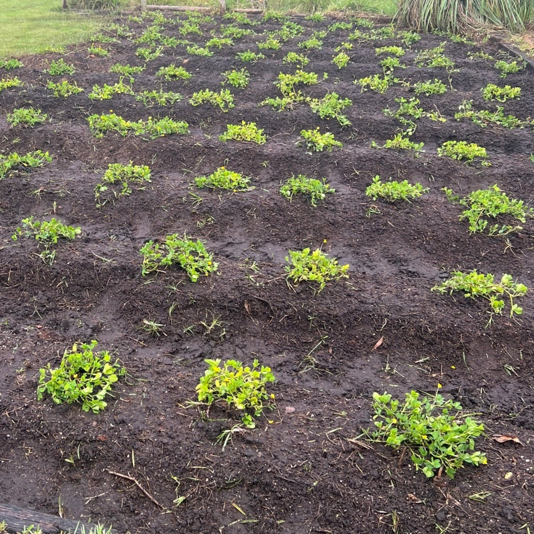 Perennial Peanut
