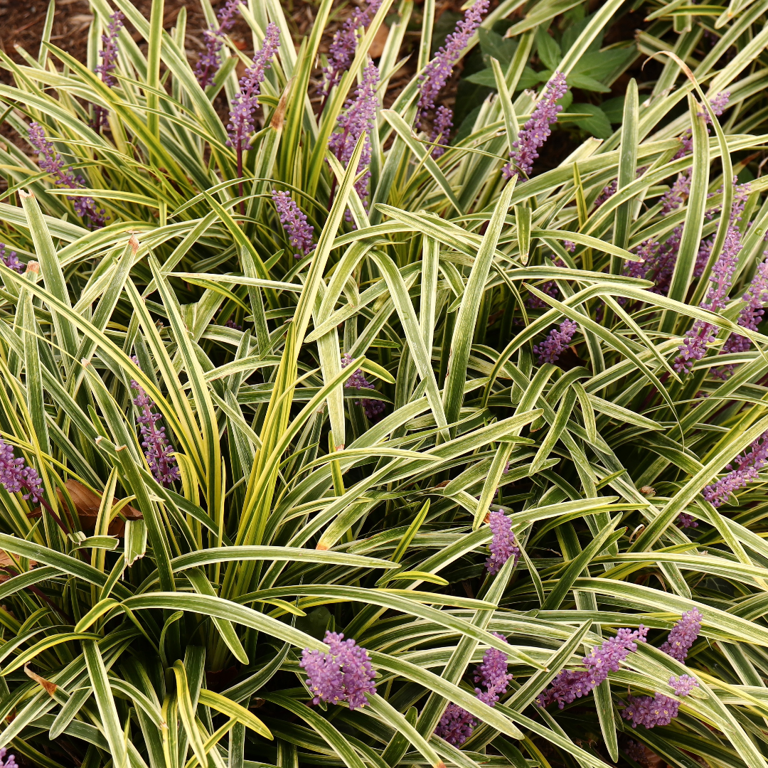 Variegated Liriope