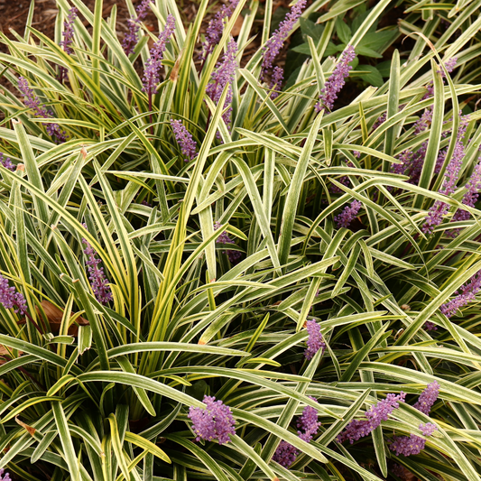 Variegated Liriope