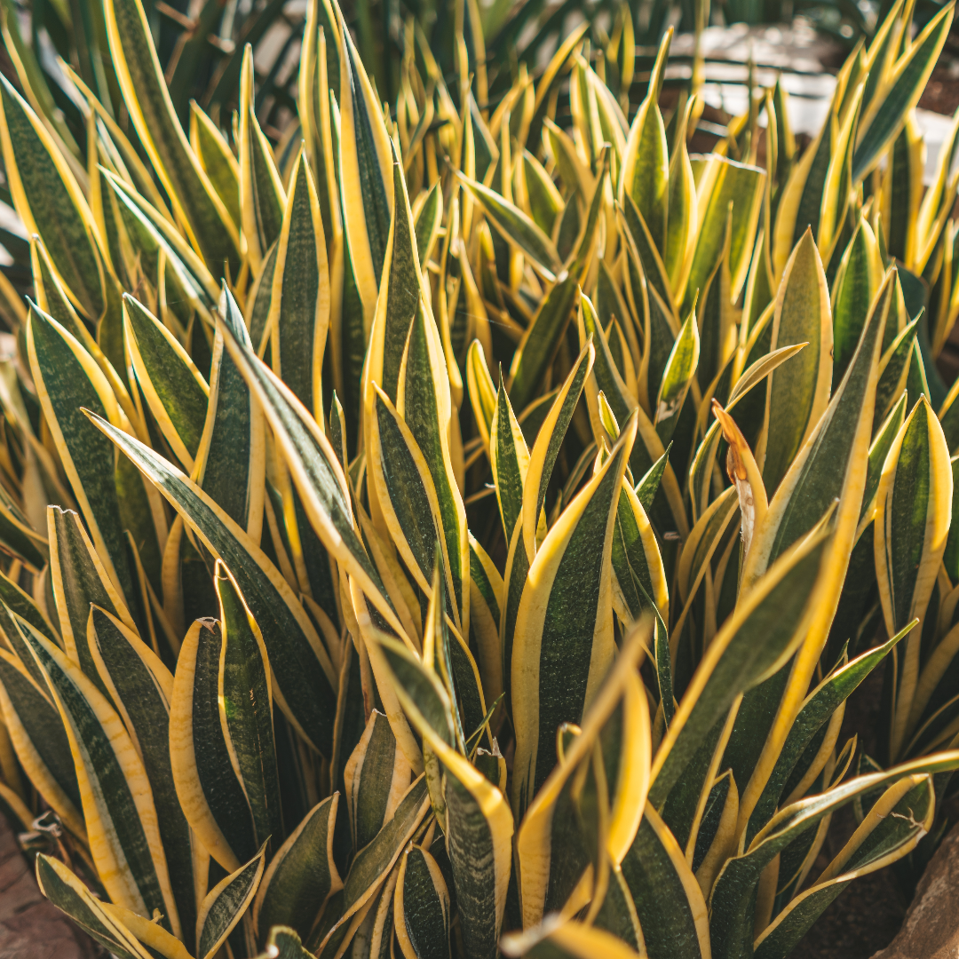 Snake Plant