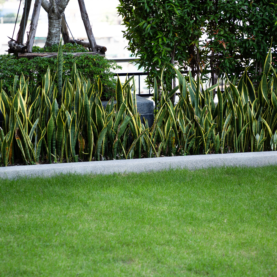 Snake Plant