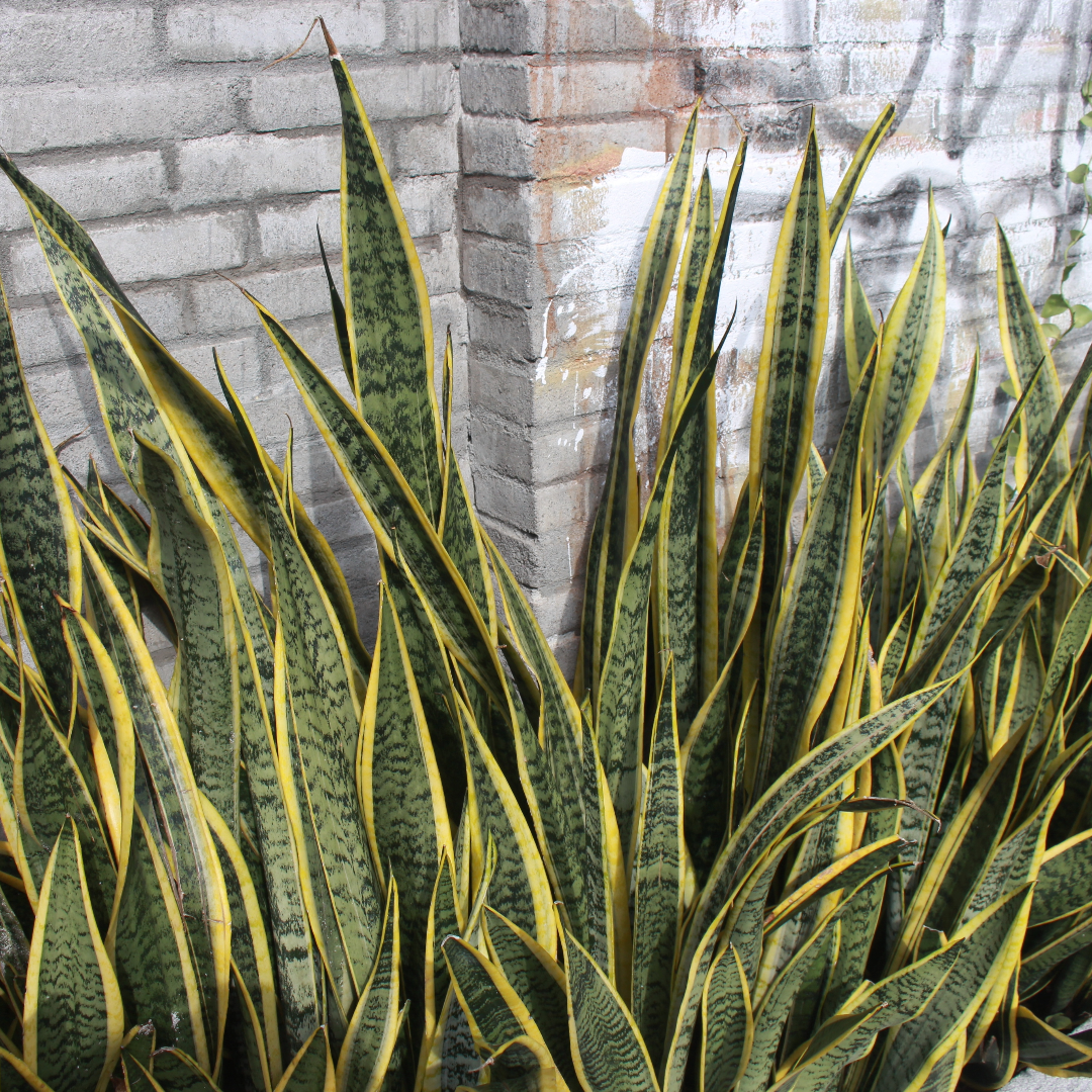 Snake Plant
