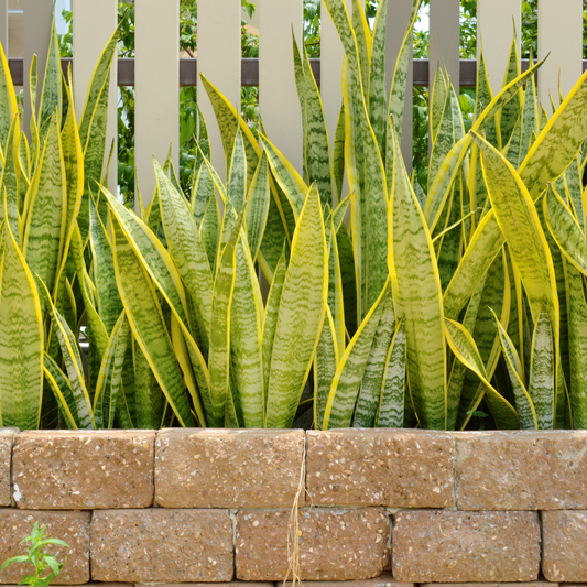 Snake Plant