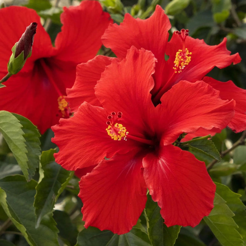 Flowering Plants
