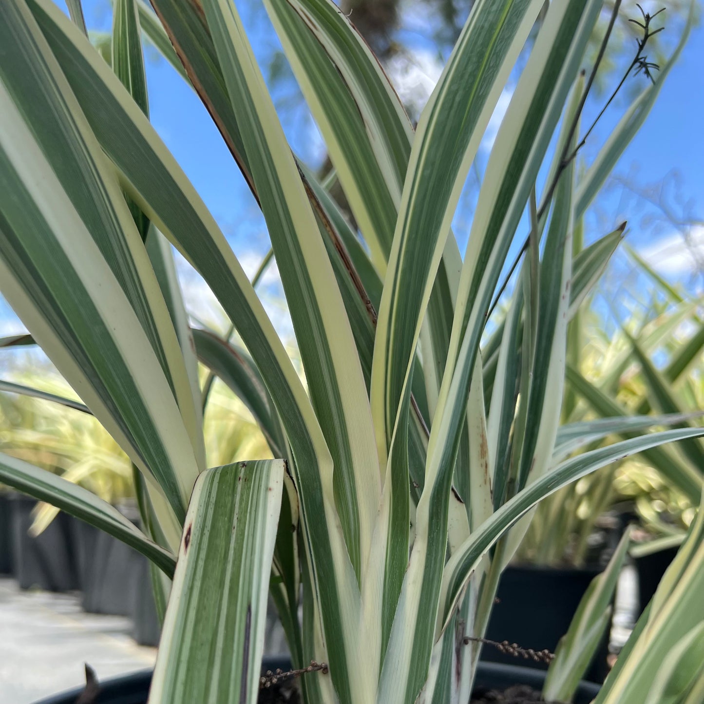 Variegated Flax Lily