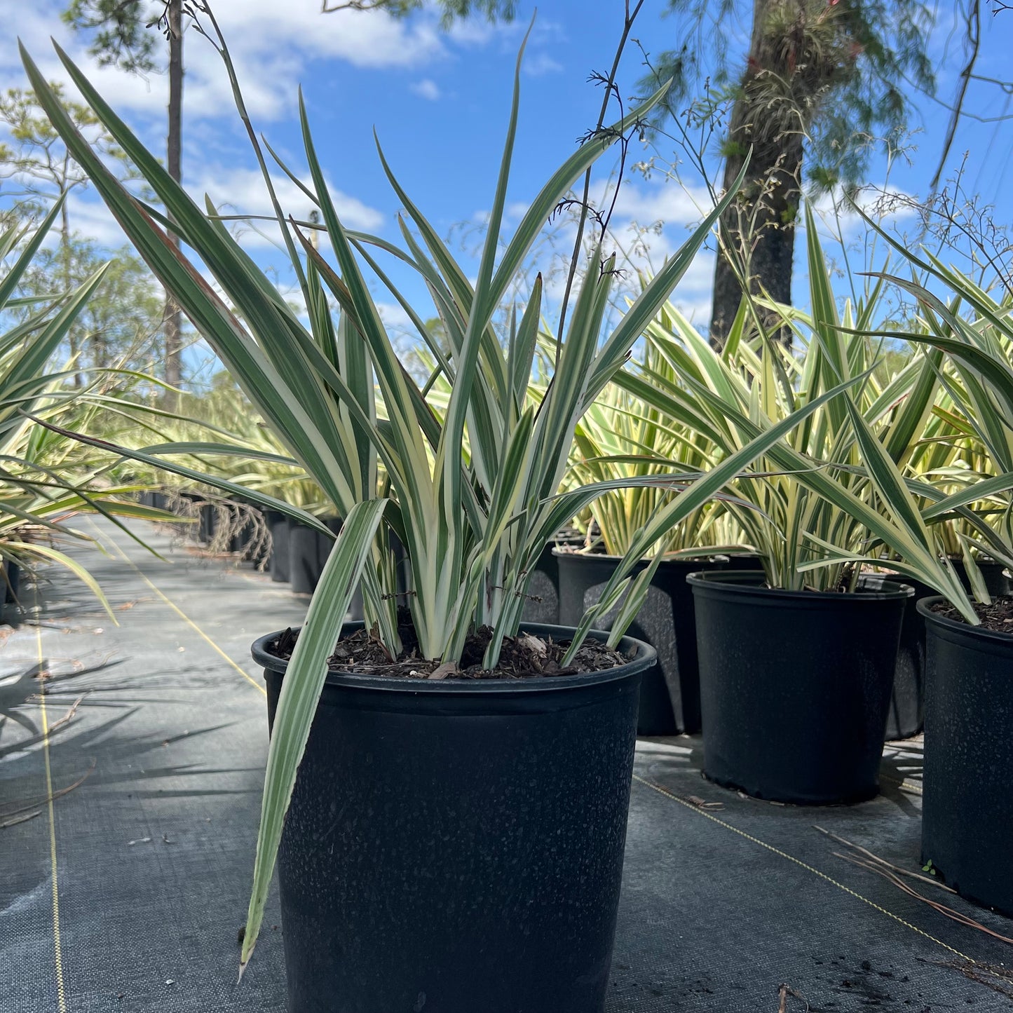 Variegated Flax Lily