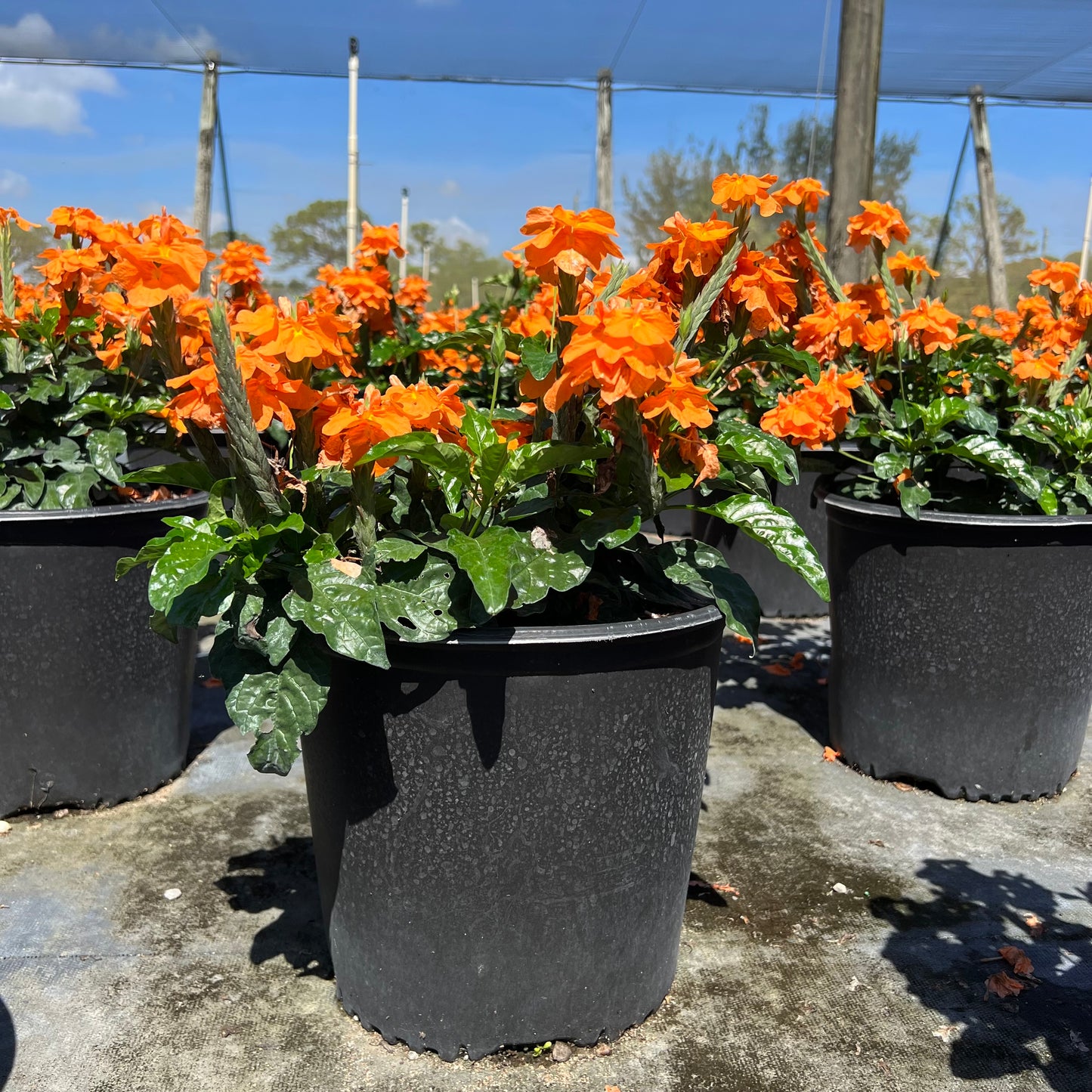 Crossandra