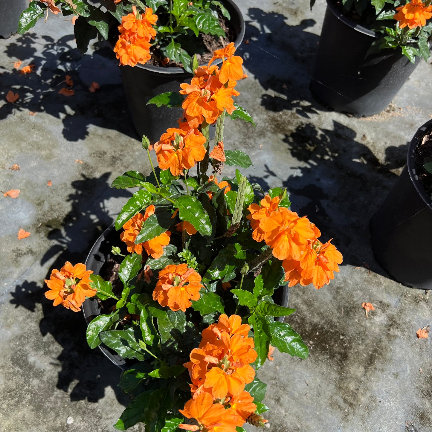 Crossandra