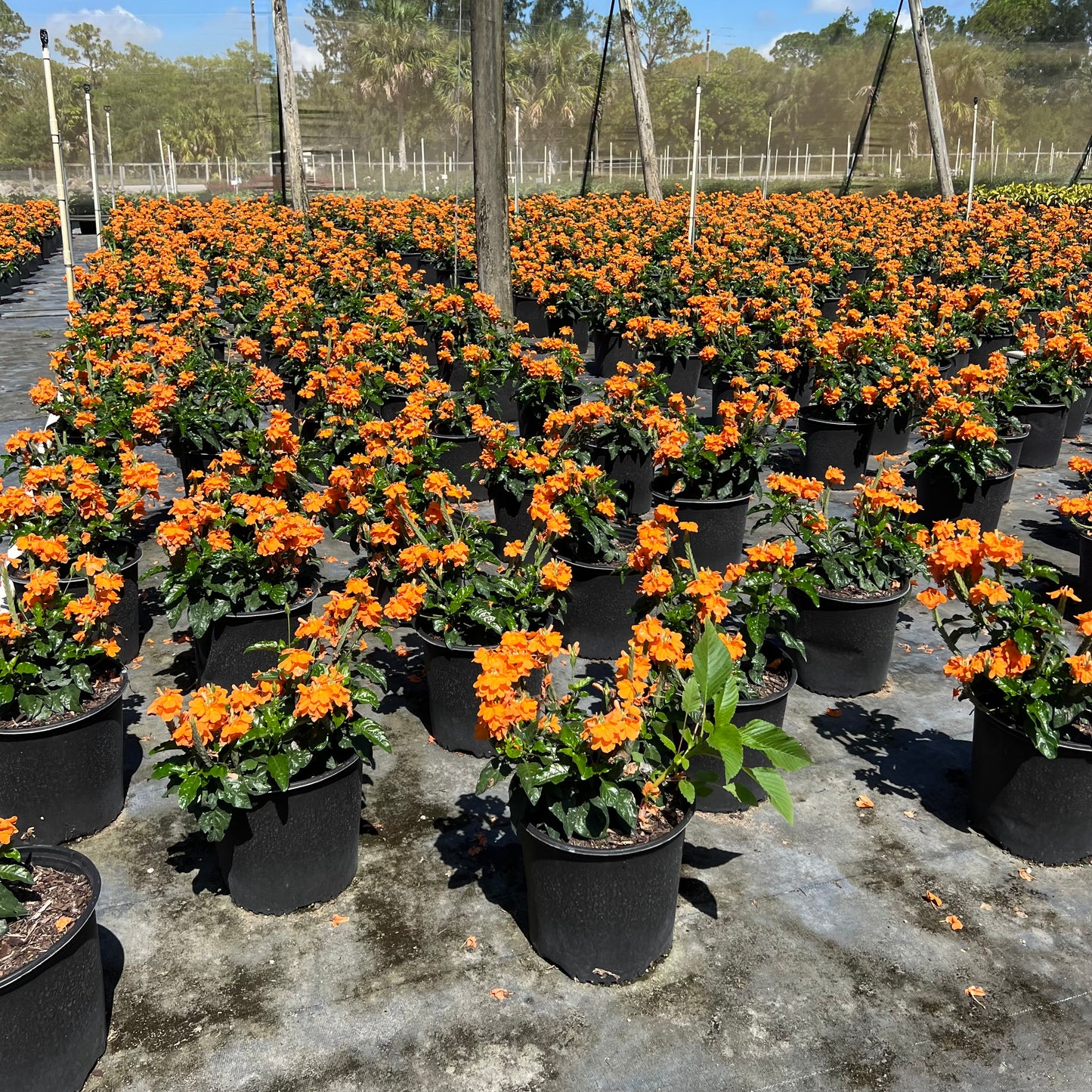 Crossandra