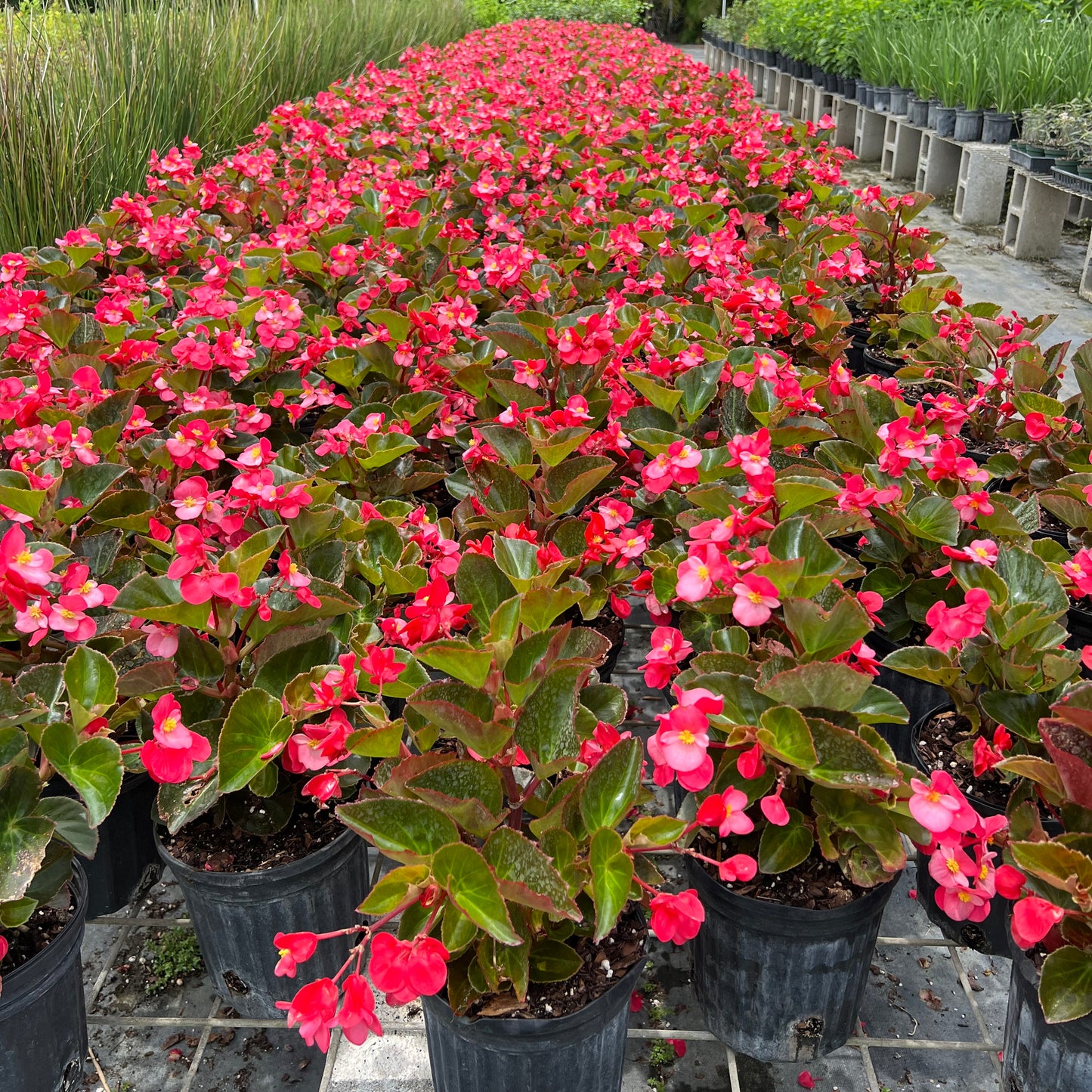 Bronze Leaf Begonias