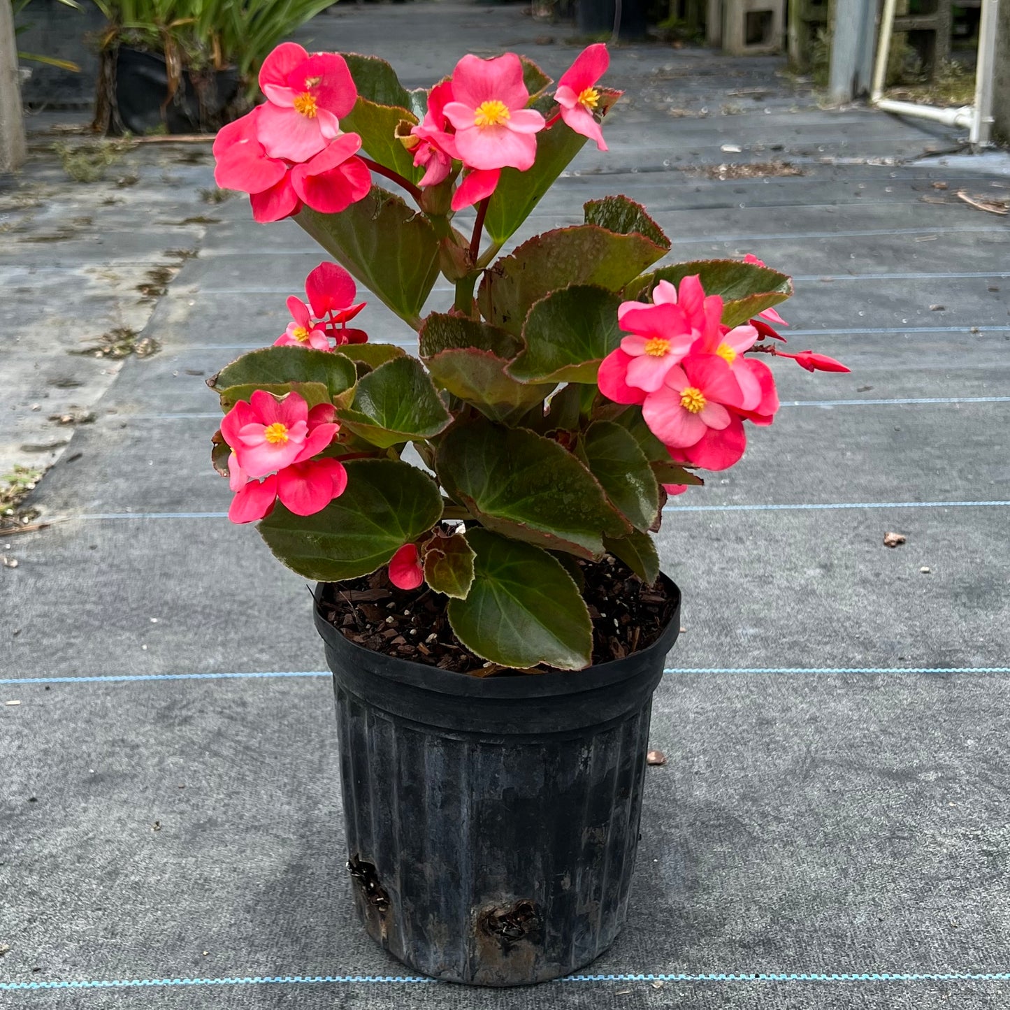 Bronze Leaf Begonias
