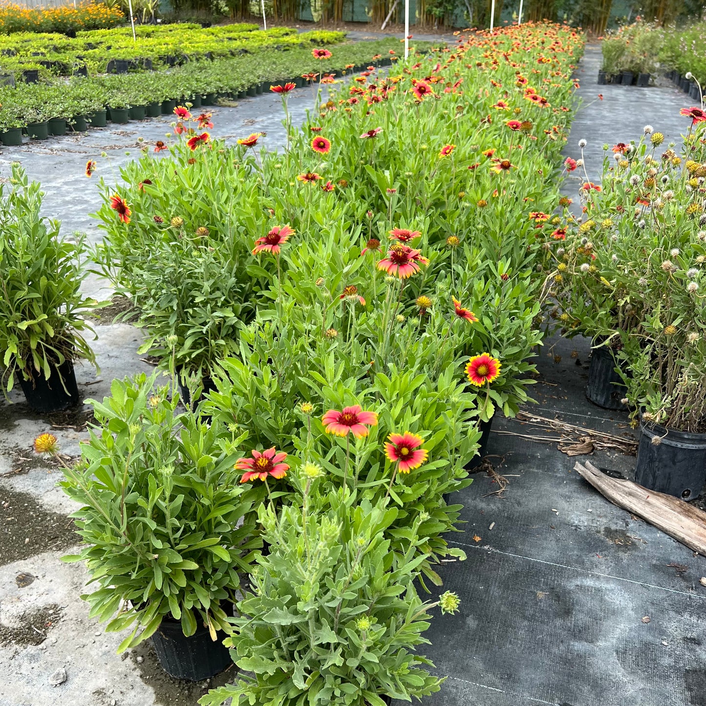 Blanket Flower