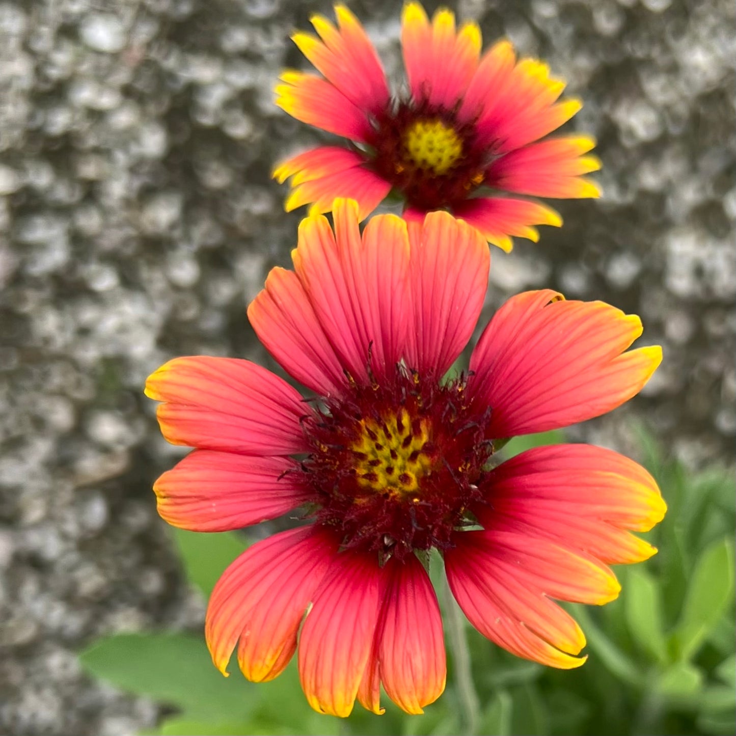 Blanket Flower