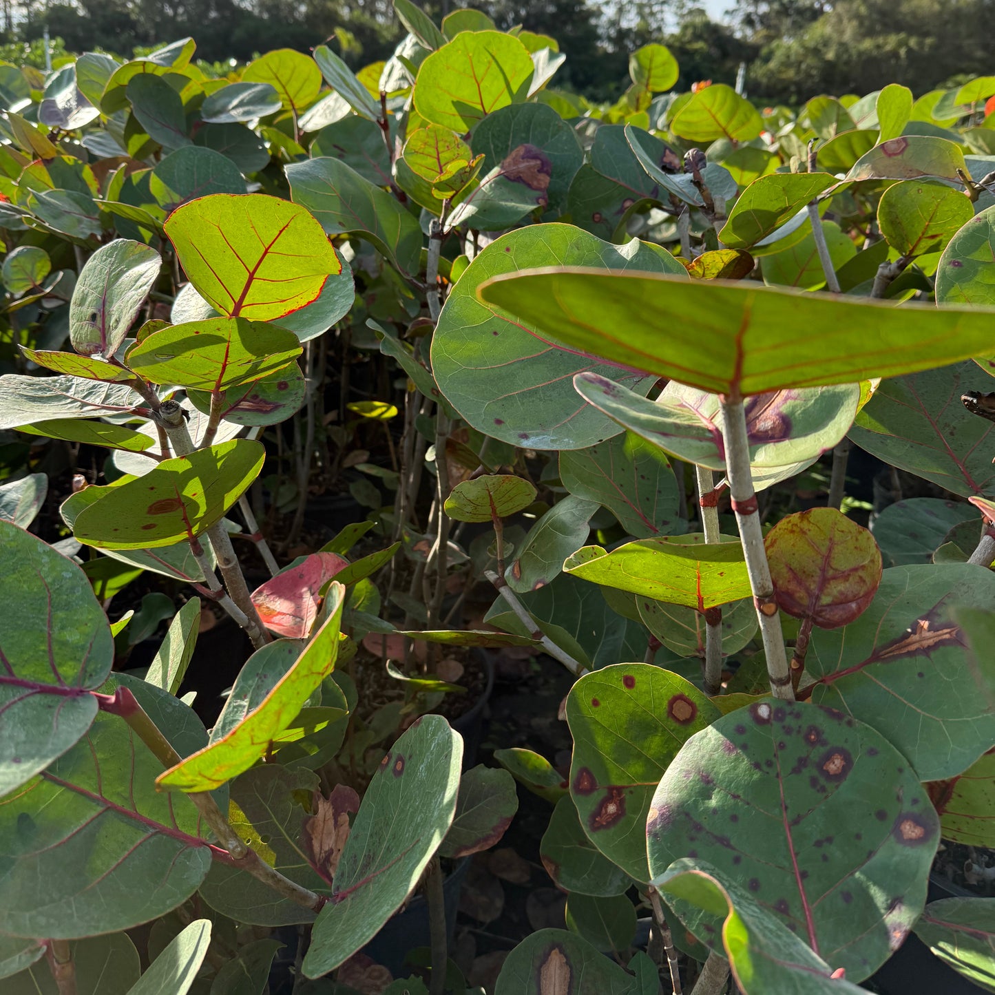 Sea Grape