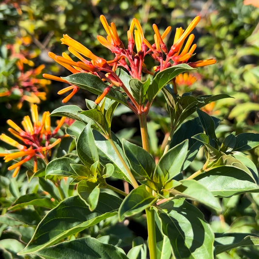 Firebush