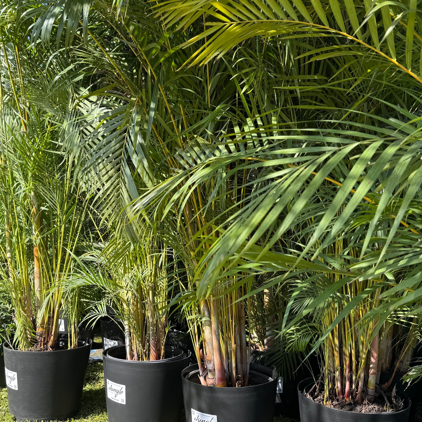 Areca Palm