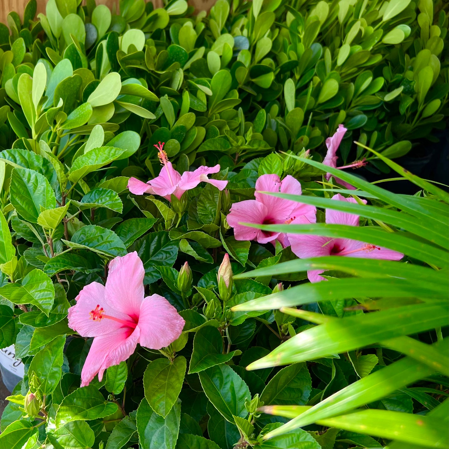 Hibiscus 'Seminole Pink'