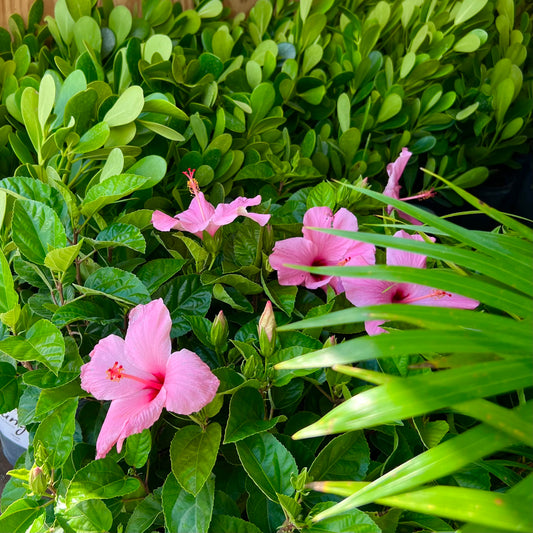Hibiscus 'Seminole Pink'