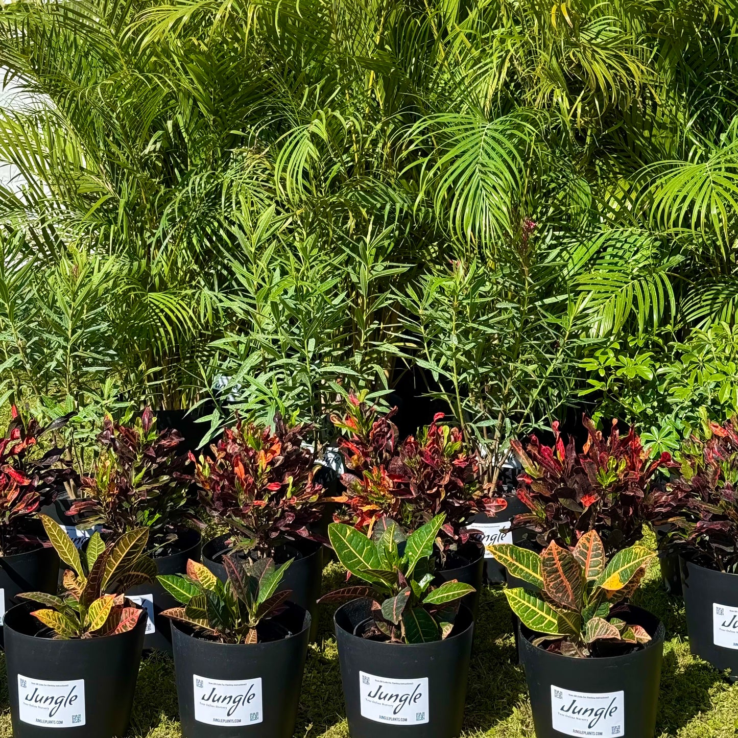 Plant Rentals