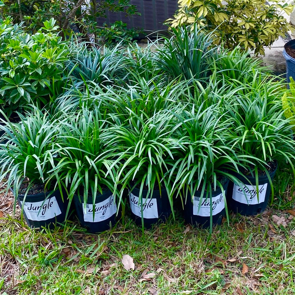 Liriope