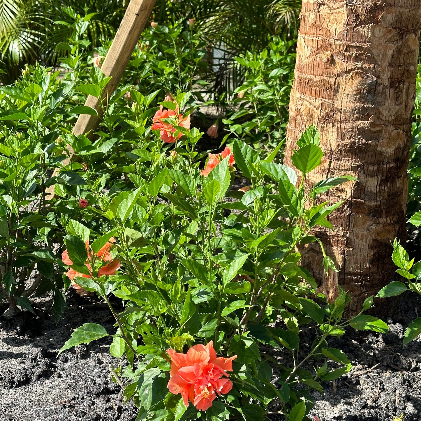 Hibiscus 'Peach'