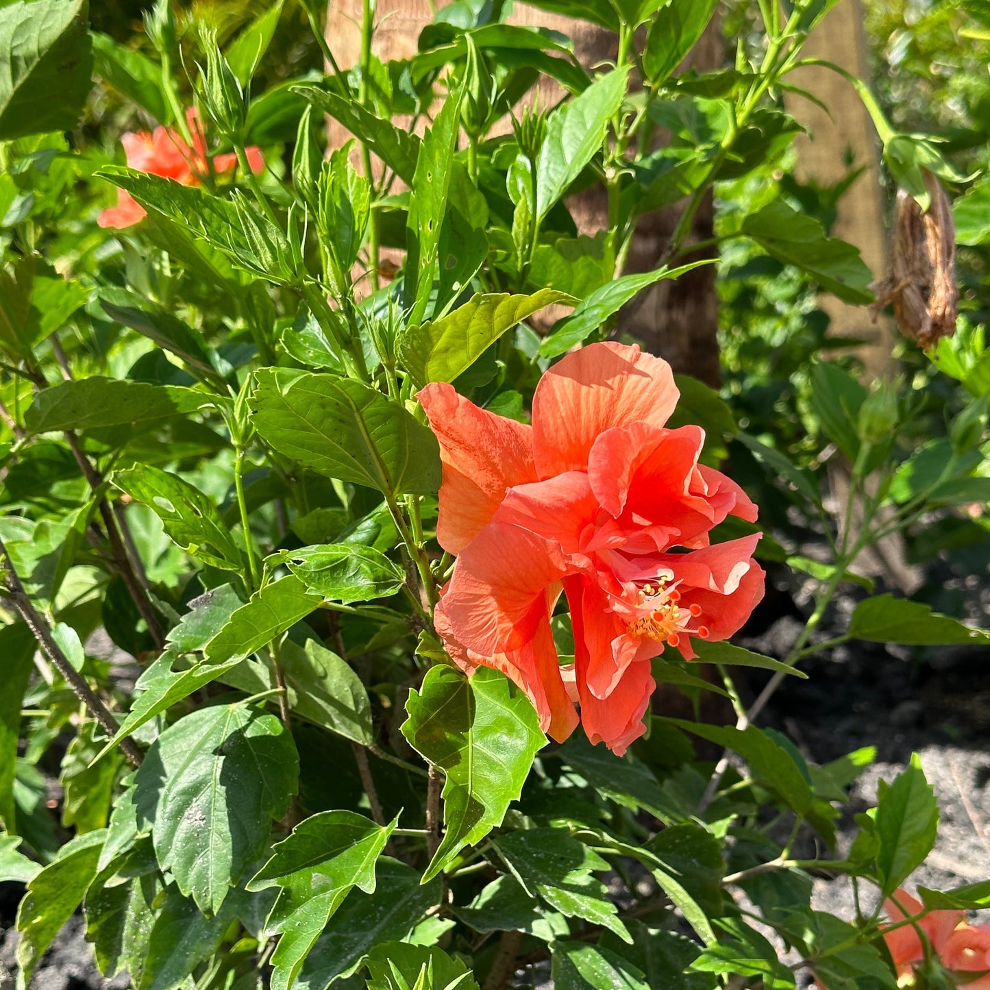Hibiscus 'Peach'
