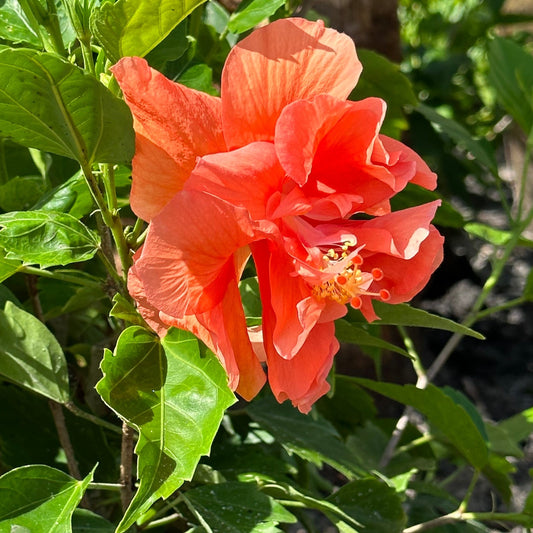Hibiscus 'Peach'
