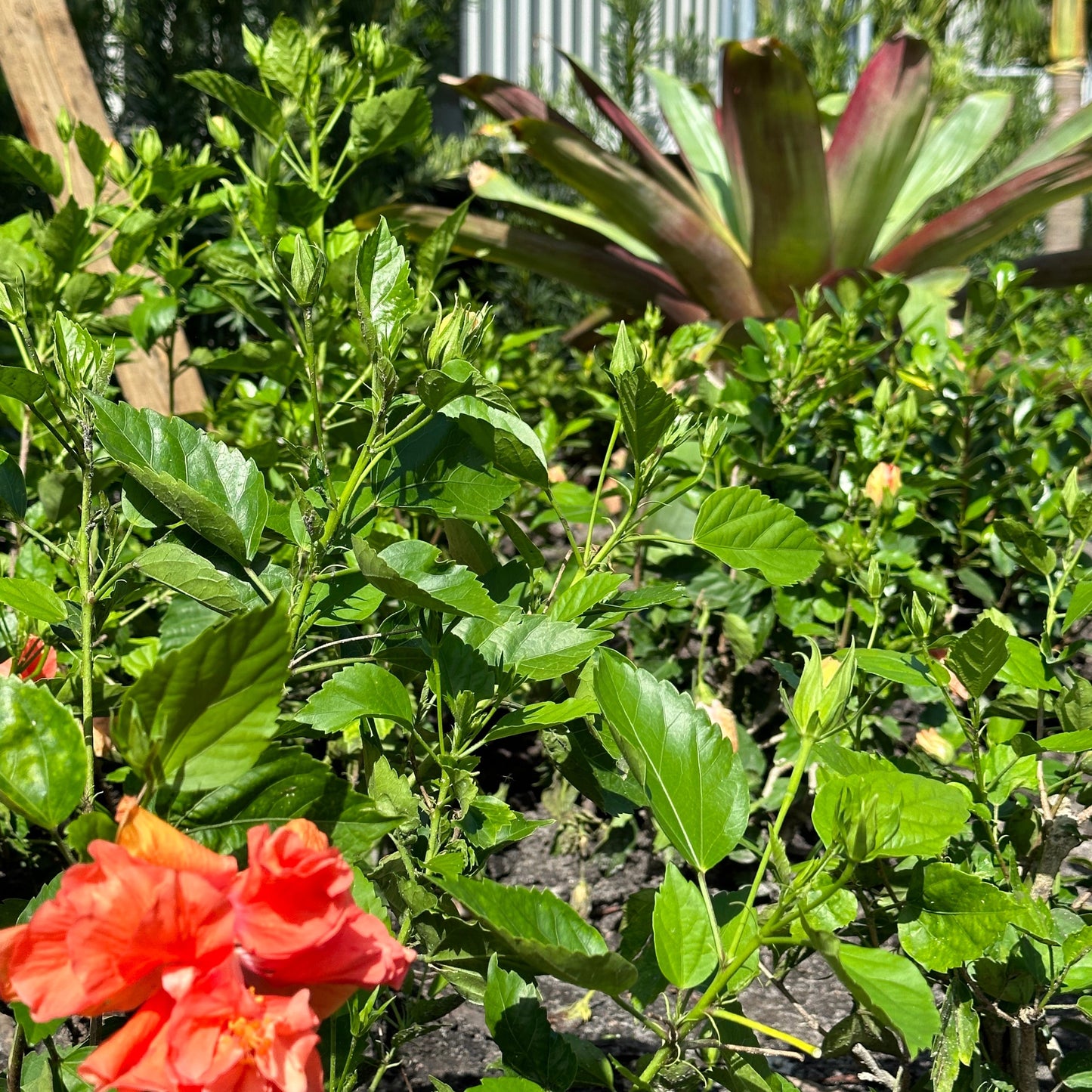 Hibiscus 'Peach'