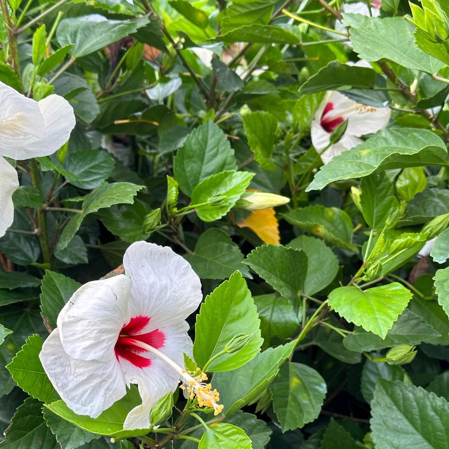 Hibiscus 'White Wing'