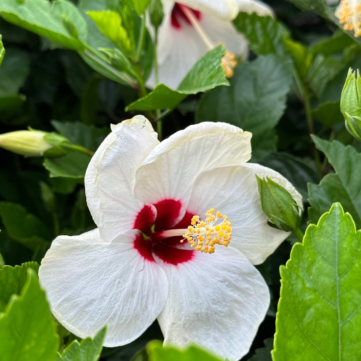 Hibiscus 'White Wing'