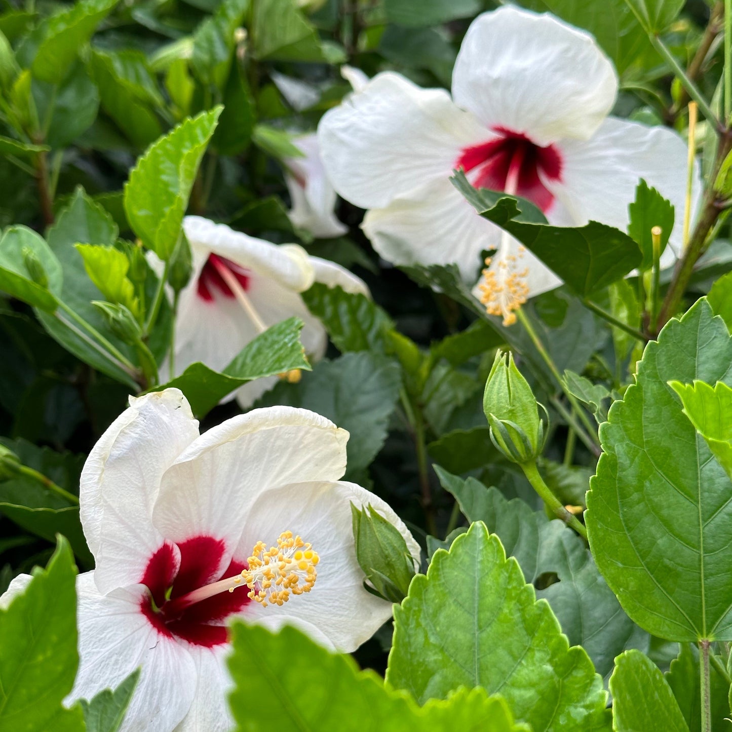 Hibiscus 'White Wing'