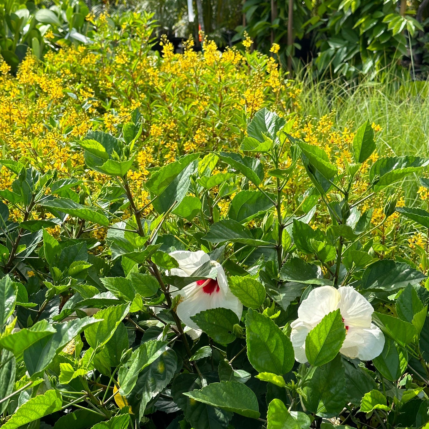 Hibiscus 'White Wing'