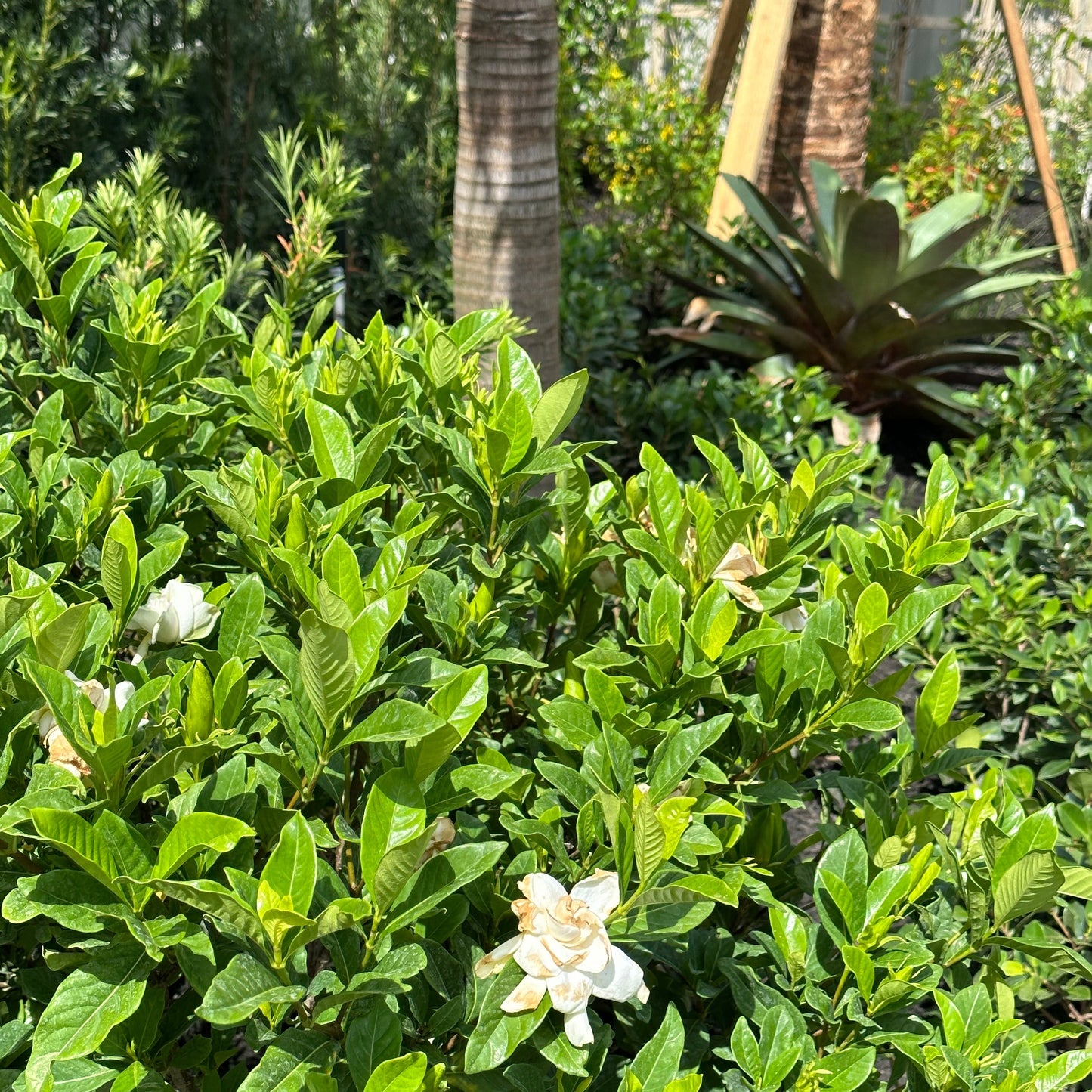 Gardenia 'Miami Supreme'