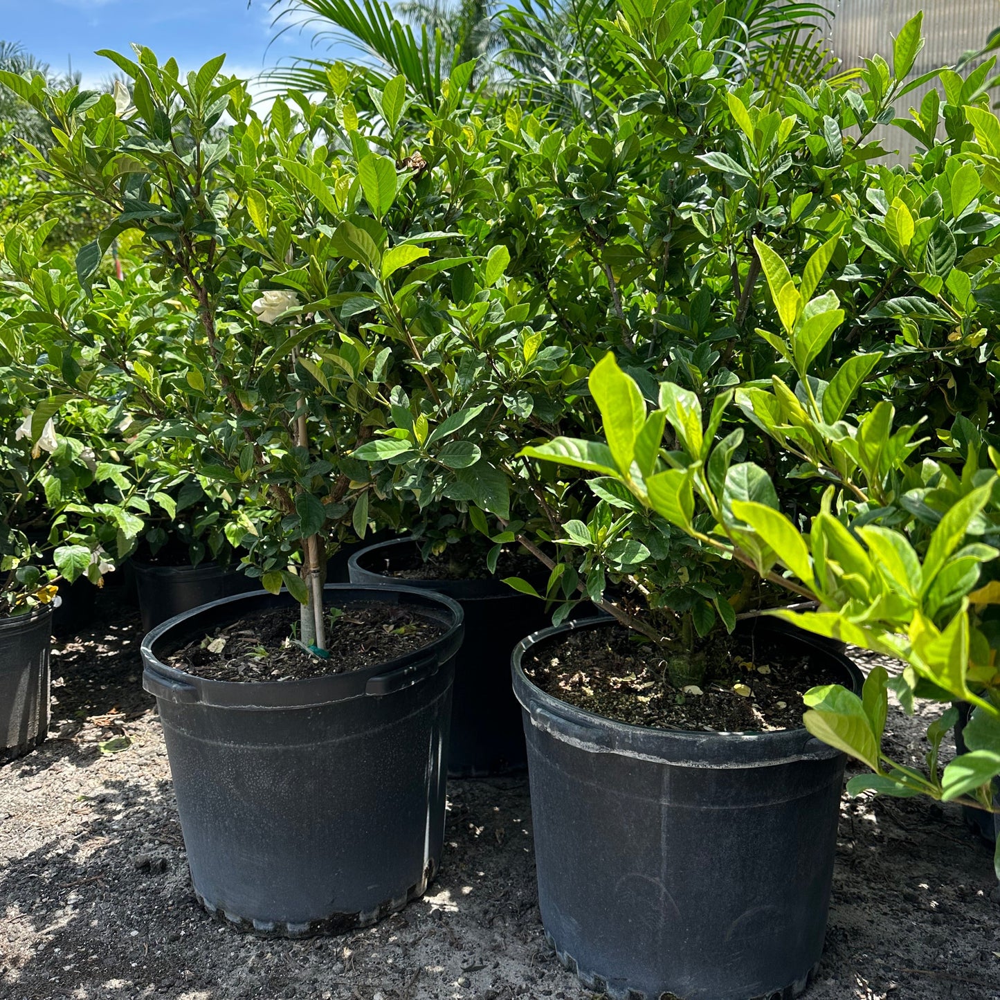 Gardenia 'Miami Supreme'