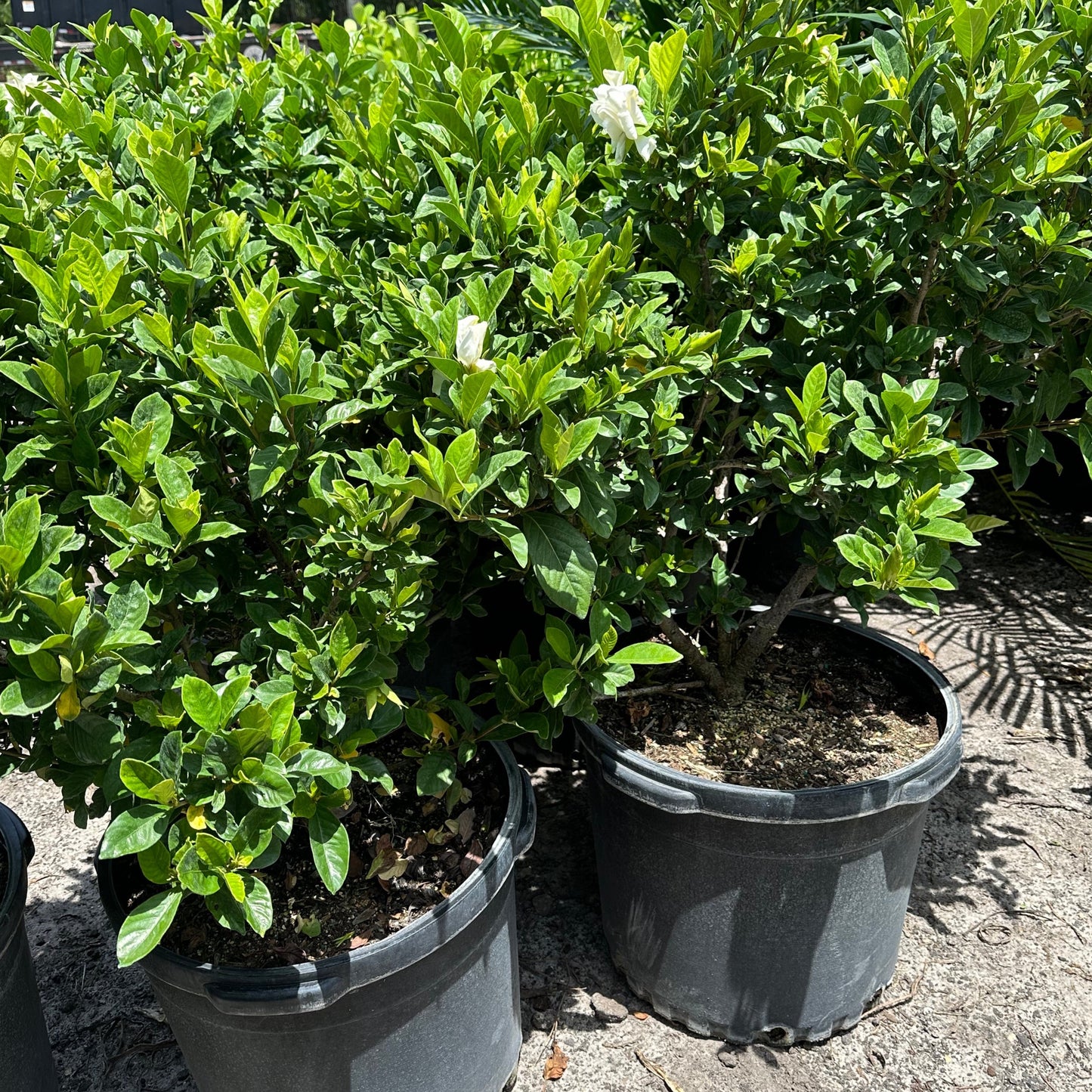 Gardenia 'Miami Supreme'