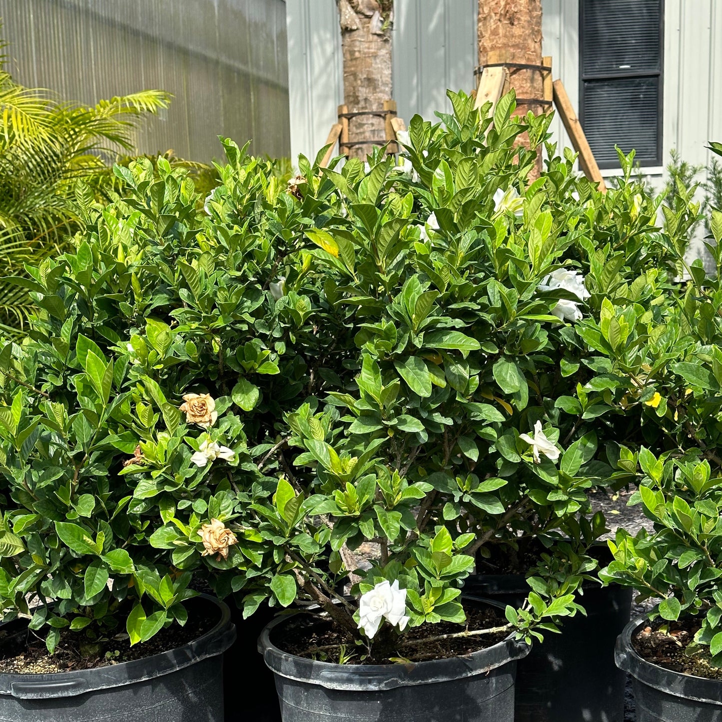 Gardenia 'Miami Supreme'
