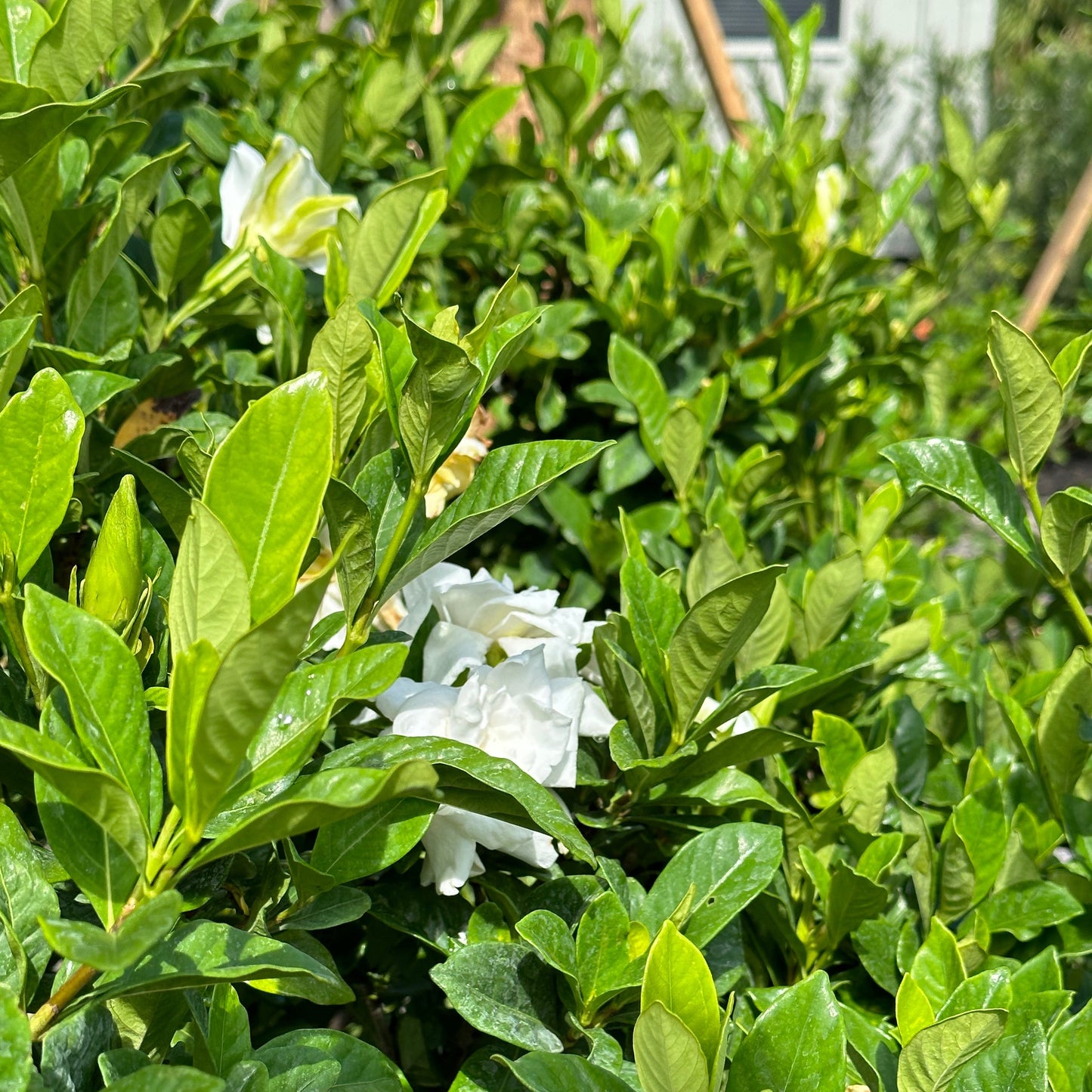 Gardenia 'Miami Supreme'